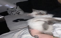 Ragdoll cats for sale: female ragdoll kitten  - Image 2