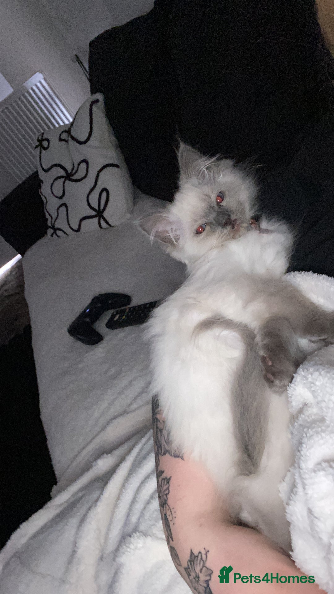 Ragdoll cats for sale: female ragdoll kitten  - Image 2