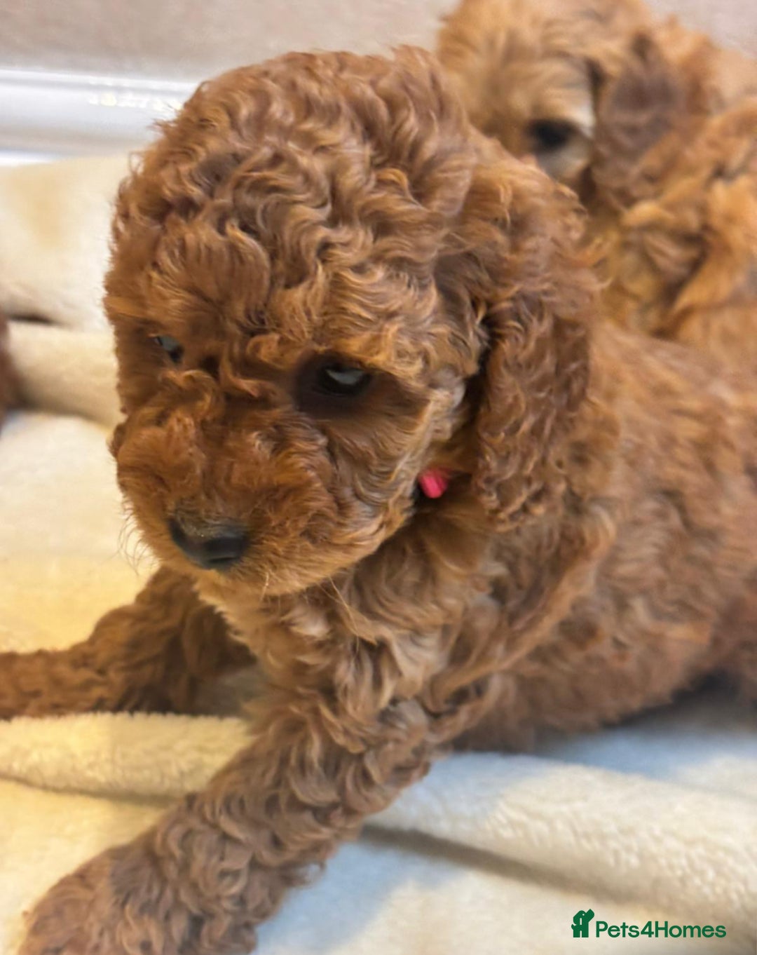 Cockapoo dogs for sale: F1B cockapoo puppies  - Image 3