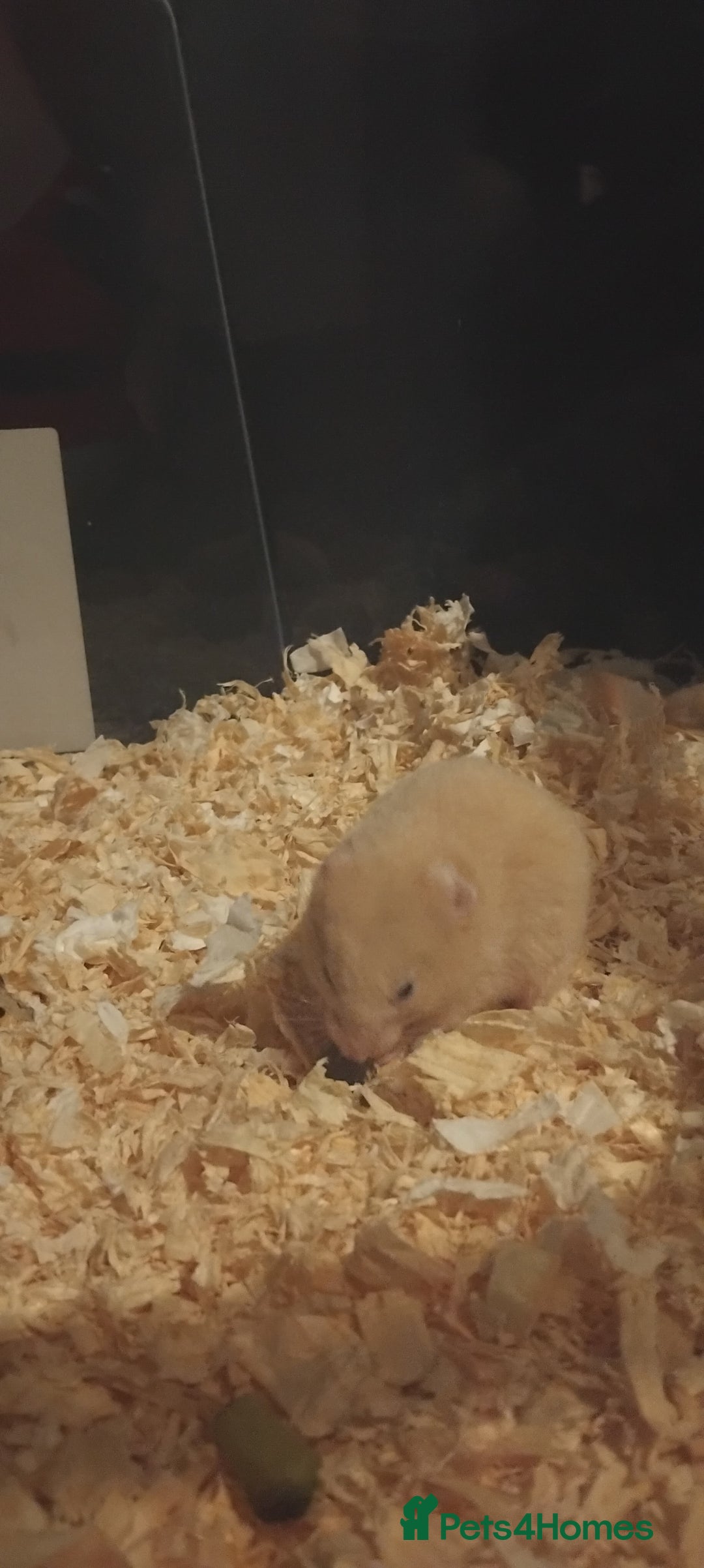 Hamster rodents for sale: Hamsters for Sale - Advert 3