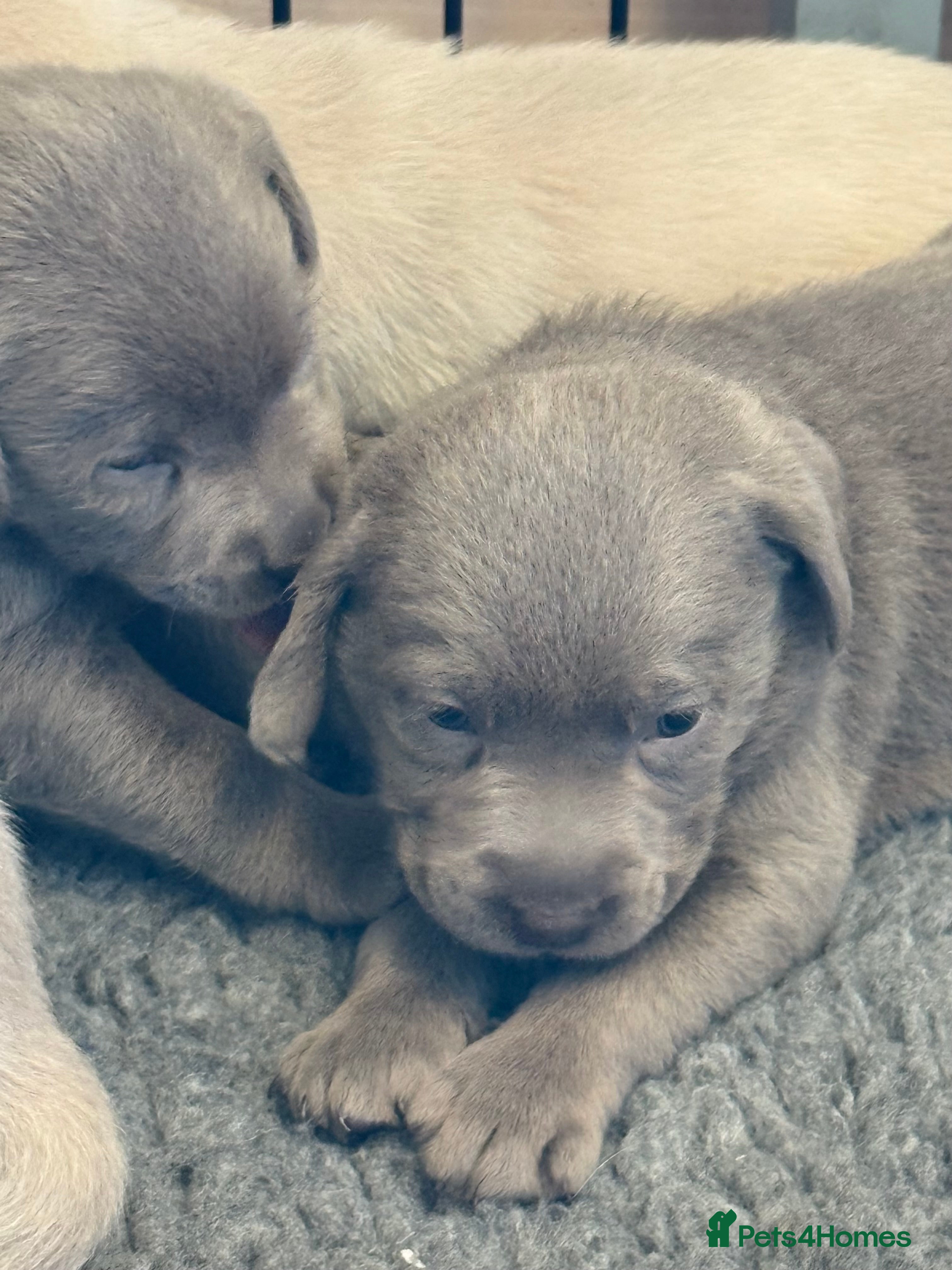Labrador Retriever dogs KC SILVER-CHARCOAL-CHAMPAGNE Labradors  - Advert 6