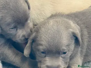 Labrador Retriever dogs KC SILVER-CHARCOAL-CHAMPAGNE Labradors - Advert 15