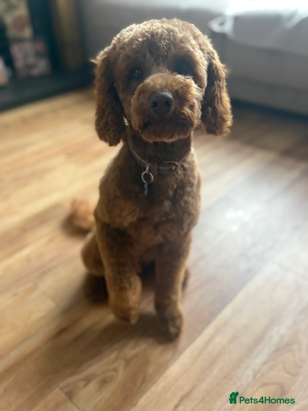 Cavapoo dogs for stud: Otis the red Cavapoo in Coventry - Advert 2