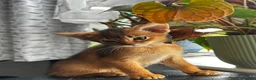 Abyssinian cats for sale: Abyssinian kittens  - Advert 7
