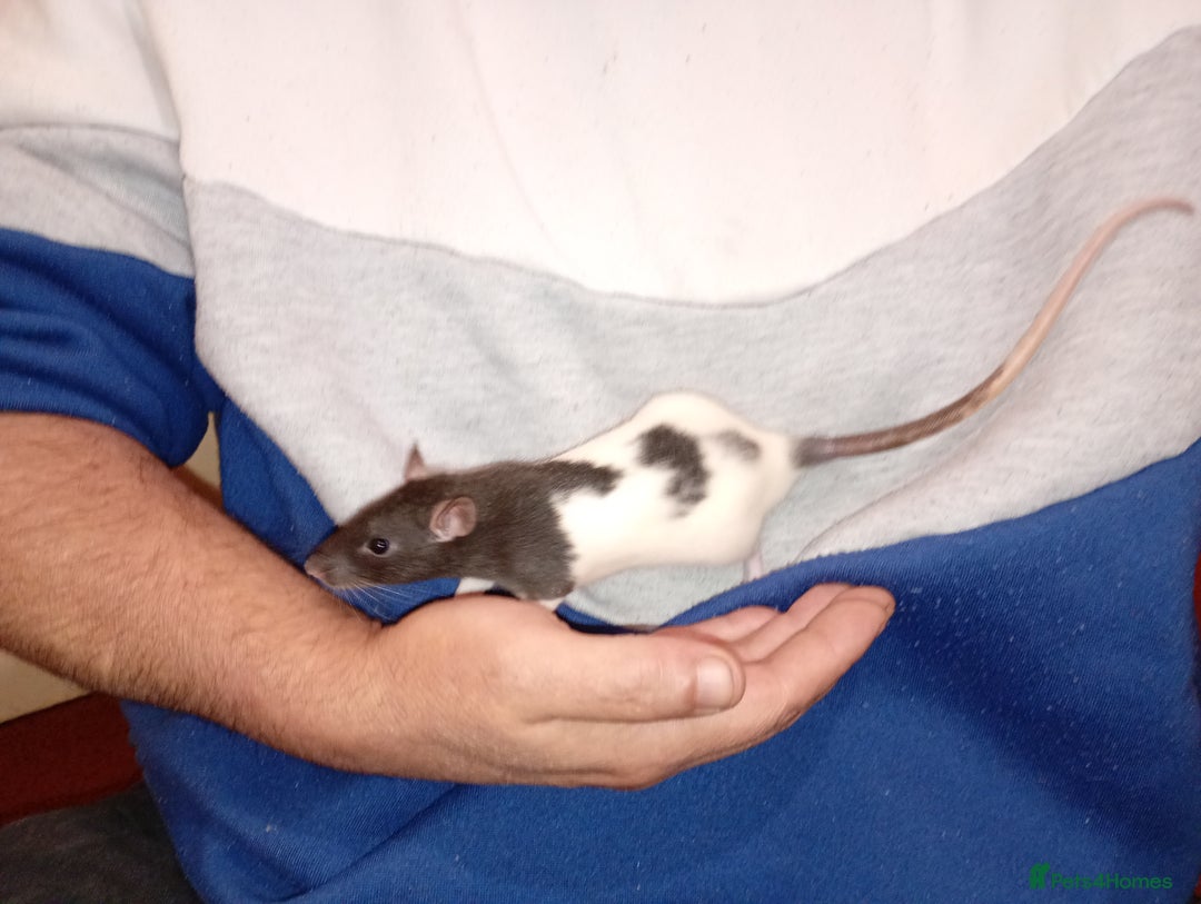 Rat rodents for sale: Adorable baby rats beautiful tamed boys - Image 9