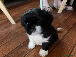 Shih Tzu dogs 1 BOY left and now ready to go - Advert 1