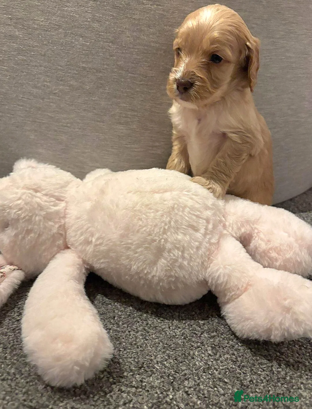 Cockapoo dogs for sale: Cockapoo Puppies - Advert 13