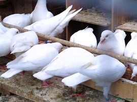 Pigeons birds WHITE RACING PIGEON  - Advert 9