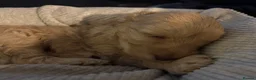 Cockapoo dogs for sale: Beautiful F1 puppies due Aug 15th!  - Advert 6
