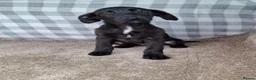 Mixed Breed dogs for sale: Flatcoated retriever x border collie puppies - Advert 5