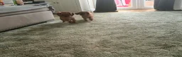 Cavalier King Charles Spaniel dogs for sale: Ruby Cavalier King Charles Spaniel Puppy’s  - Advert 12