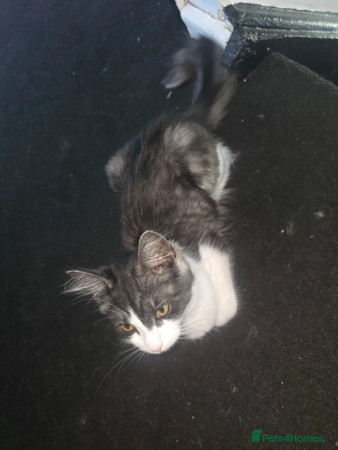 Mixed Breed cats for sale: Black grey white kitten - Advert 2