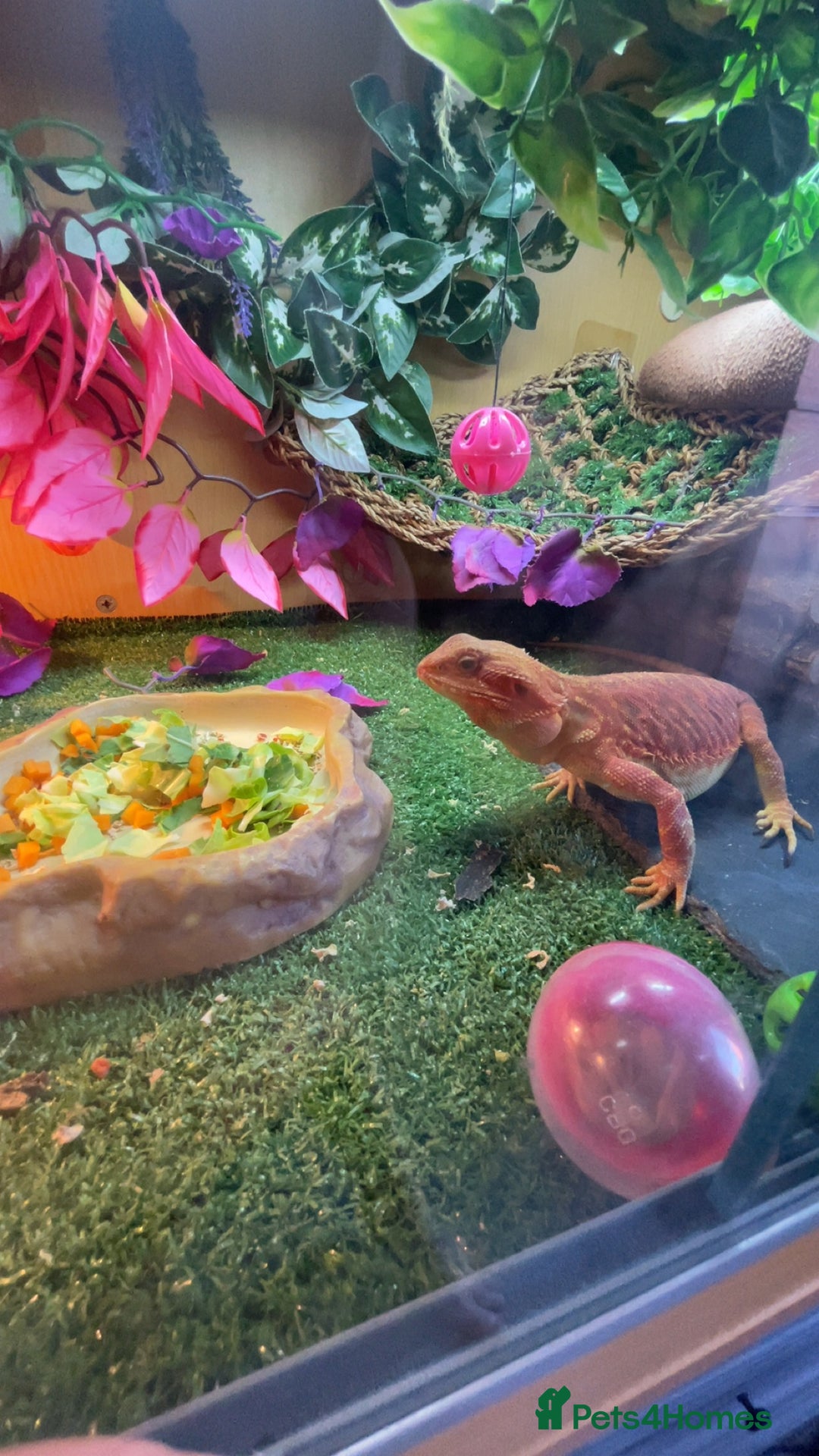 Bearded Dragon reptiles for sale: Red Bearded dragon and setup - Image 4