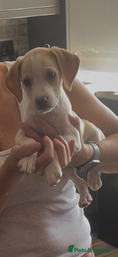 Beagle dogs Beagle puppy - Advert 6