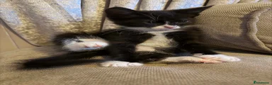 Mixed Breed 2
