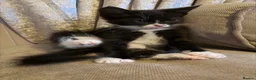 Mixed Breed cats for sale: Bsh x  - Advert 2