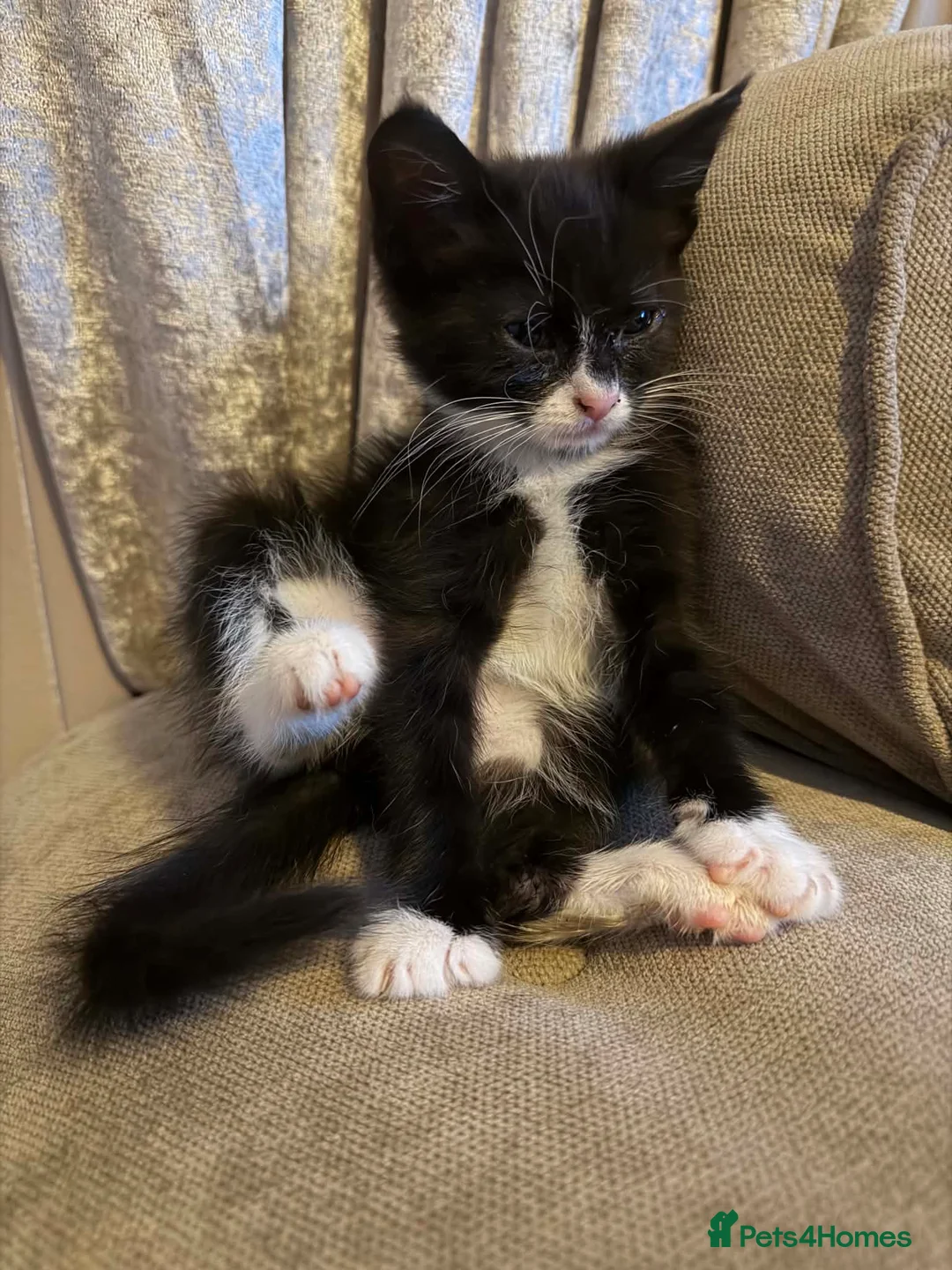 Mixed Breed cats for sale: Bsh x  - Advert 2