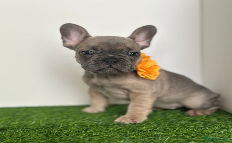 French Bulldog dogs - Advert 3