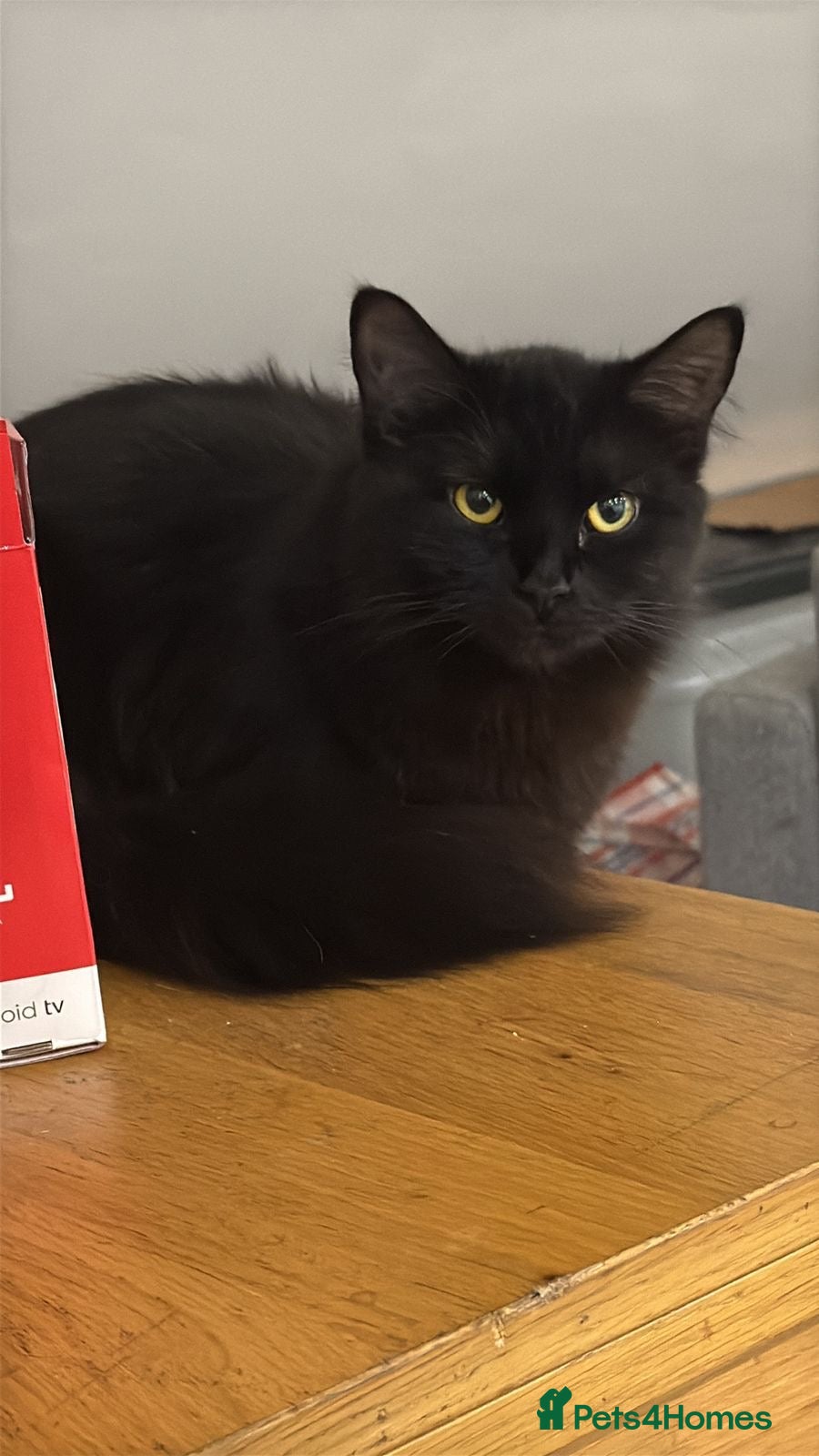 Domestic Shorthair cats Mother with kitten - Advert 15