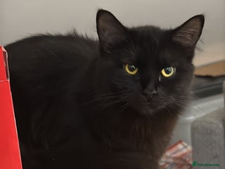 Domestic Shorthair cats Mother with kitten - Advert 1