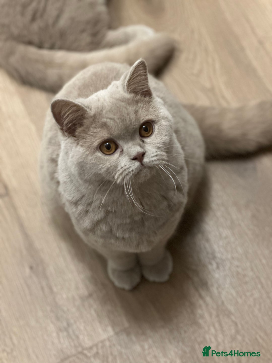 British Shorthair cats for sale: Exc   champion line - Advert 39