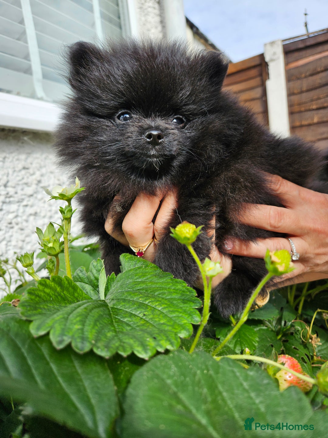 Pomeranian dogs for sale: BLACK ** POMERANIAN PUPPIES FOR SALE - Image 6