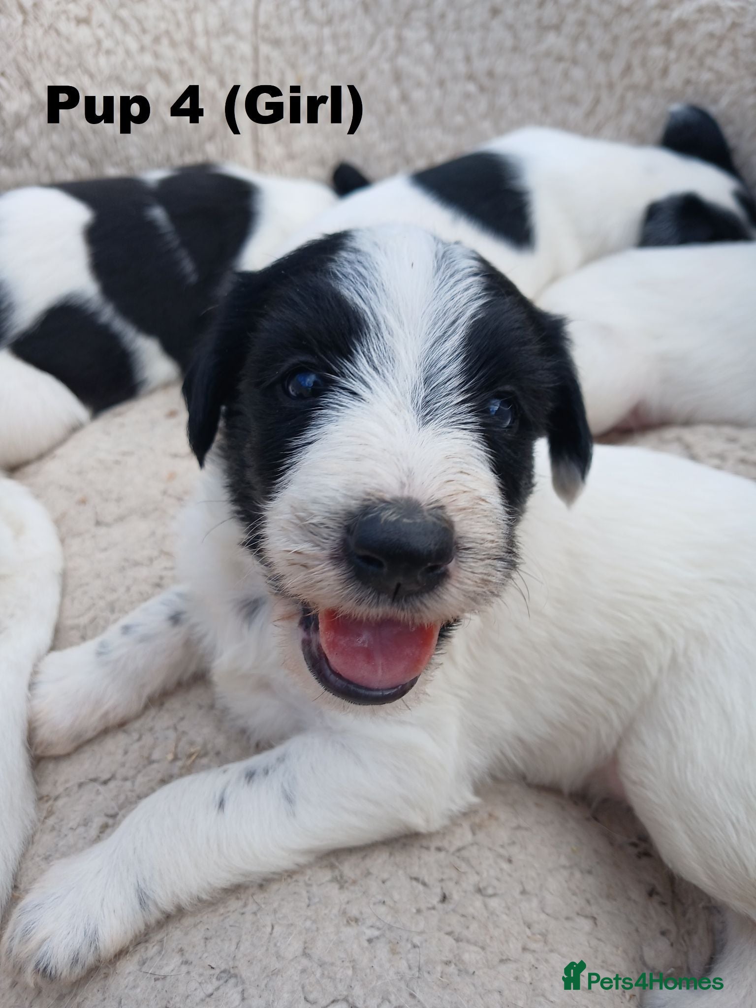 Lurcher dogs Soppy Bedlington Whippet lurcher puppies  - Advert 2