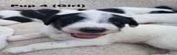 Lurcher dogs for sale: Soppy Bedlington Whippet lurcher puppies  - Advert 7
