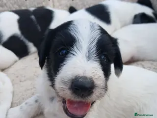 Lurcher dogs Soppy Bedlington Whippet lurcher puppies - Advert 2