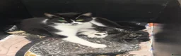Mixed Breed cats for sale: Adorable Kittens Looking for Loving Homes in London - Advert 4
