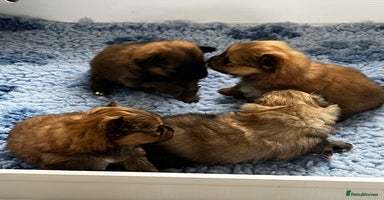 Pomeranian dogs Gorgeous Pomeranian Puppies, 2 Boys and 1 Girl - Advert 15