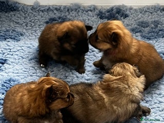 Pomeranian dogs Gorgeous Pomeranian Puppies, 2 Boys and 1 Girl - Advert 2
