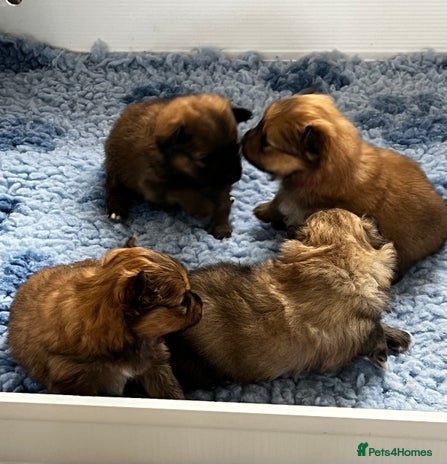 Pomeranian dogs Gorgeous Pomeranian Puppies, 2 Boys and 1 Girl - Advert 4