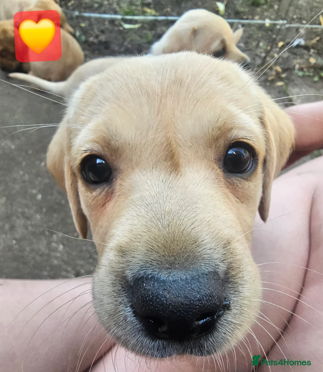 Labrador Retriever dogs for sale: Ready Now Last Male Labrador (BLUE) 🐶🐾 - Advert 38