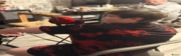 Parrots birds for sale: Eclectus female parrot  - Advert 2