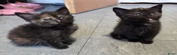 Domestic Shorthair cats for sale: 5 Beautiful female kittens for sale  - Advert 16