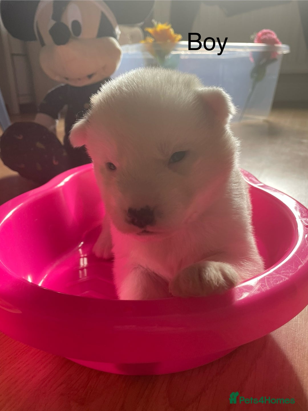 Mixed Breed dogs for sale: Husky puppies for sale - Image 6