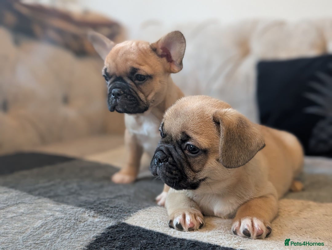 French Bulldog dogs for sale: French bulldog puppy's ready to go! - Advert 11