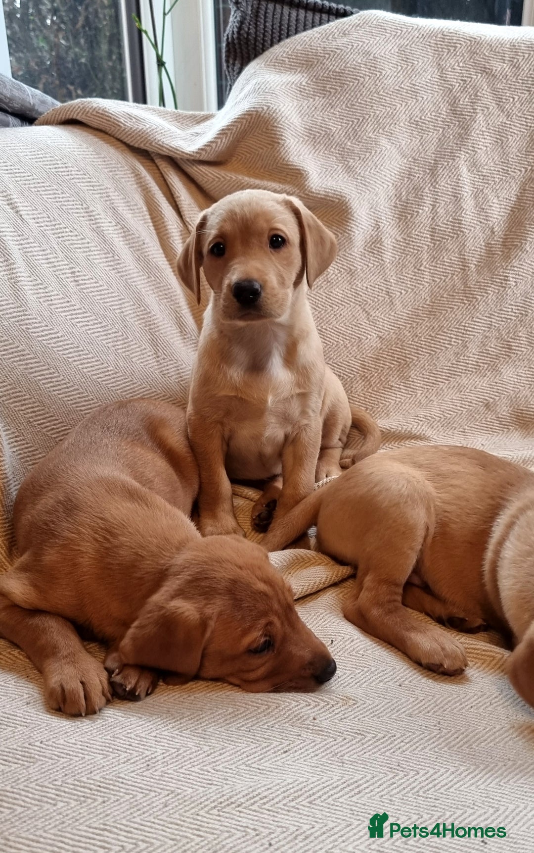 Labrador Retriever dogs for sale: Beautiful Yellow & Fox Red Labrador puppies. - Advert 20