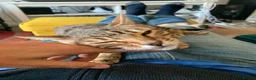 Bengal cats for sale:  **  Bengal and Tabby for free in Harrow - Advert 11