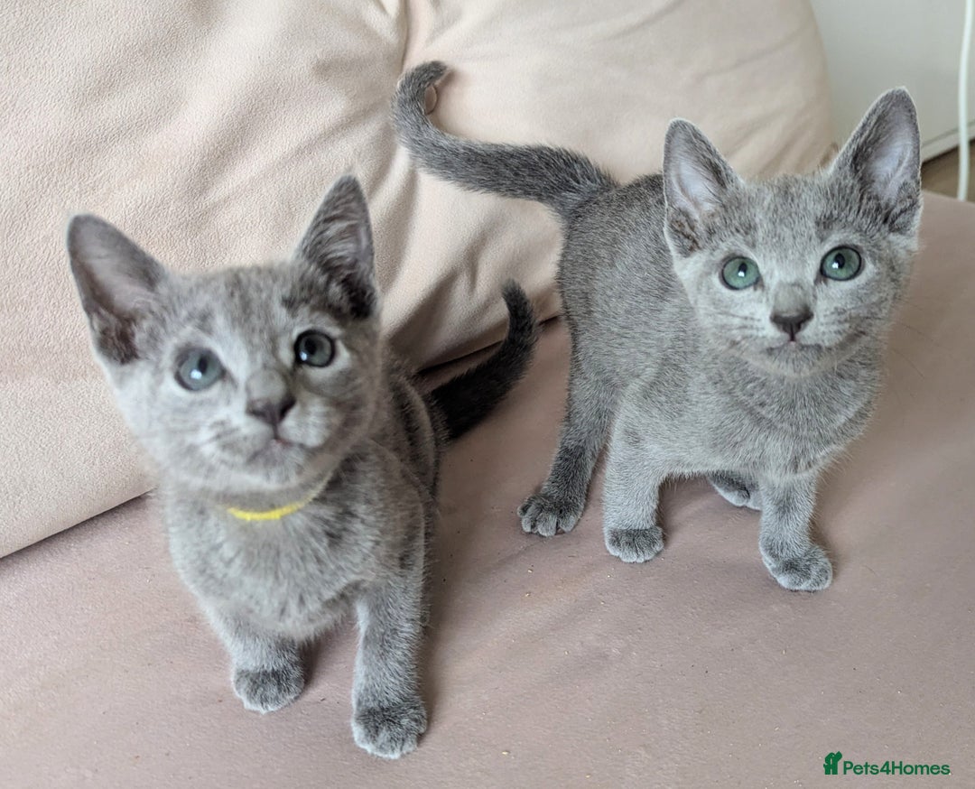 Russian Blue cats for sale: Pedigree TICA Registered kittens - Image 25