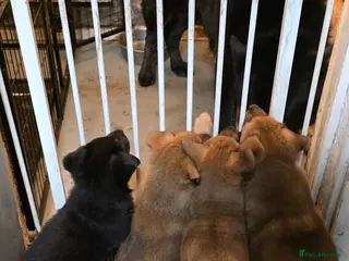 German Shepherd dogs German Shepherd puppies for sale - Advert 1