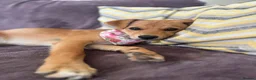 Mixed Breed dogs for adoption: Tranquil Trudie - Advert 3