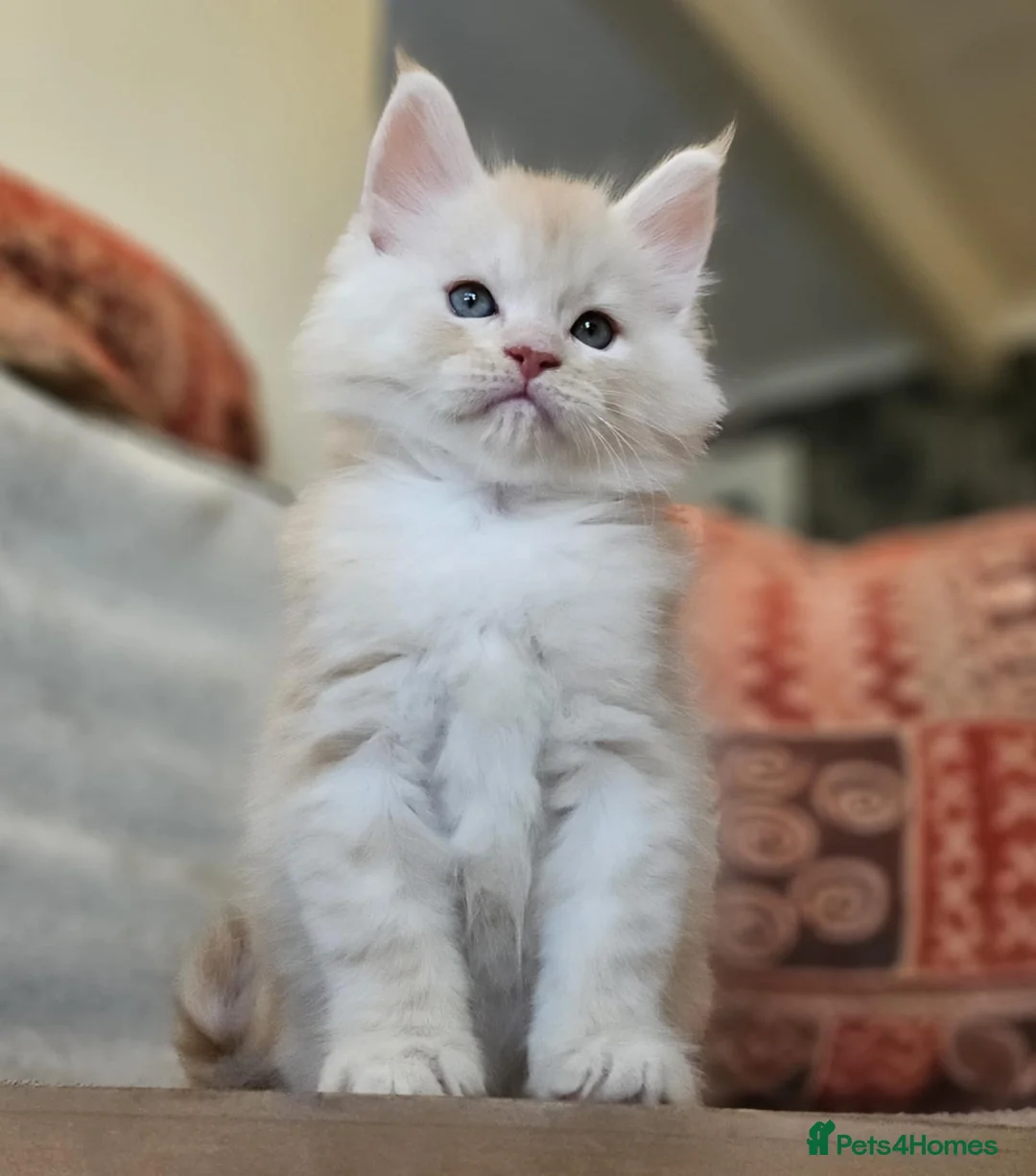 Maine Coon cats for sale: XXL Exceptional Pedigree Kittens Russian line - Advert 1