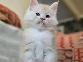 Maine Coon cats XXL Exceptional Pedigree Kittens Russian line - Advert 6