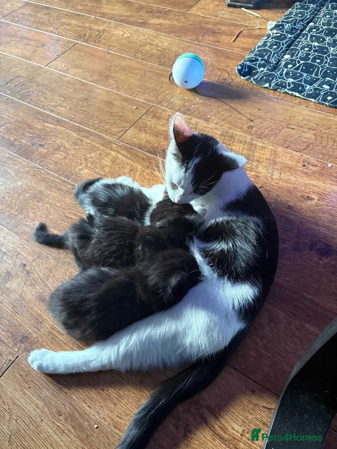 Mixed Breed cats for sale: 2 boys 1 girl  - Advert 2