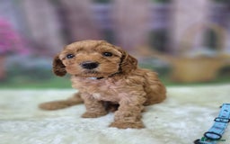 Cavapoo dogs for sale: WAITING LIST NOW OPEN FOR SUMMER 2026.  - Image 5