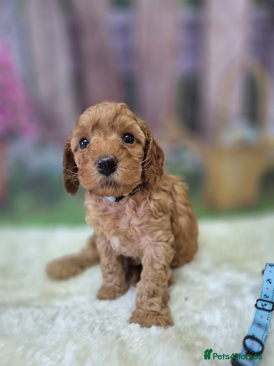 Cavapoo dogs for sale: WAITING LIST NOW OPEN FOR SUMMER 2026.  - Image 5
