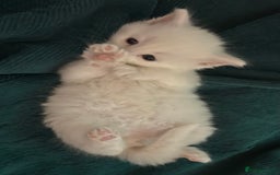Mixed Breed cats for sale: READY TO GO 🫶 Three beautiful kittens left 🫶 - Image 3