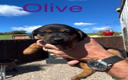 Mixed Breed dogs for sale: Stunning DNA heath test Collie x Hungarian Viszla - Image 15
